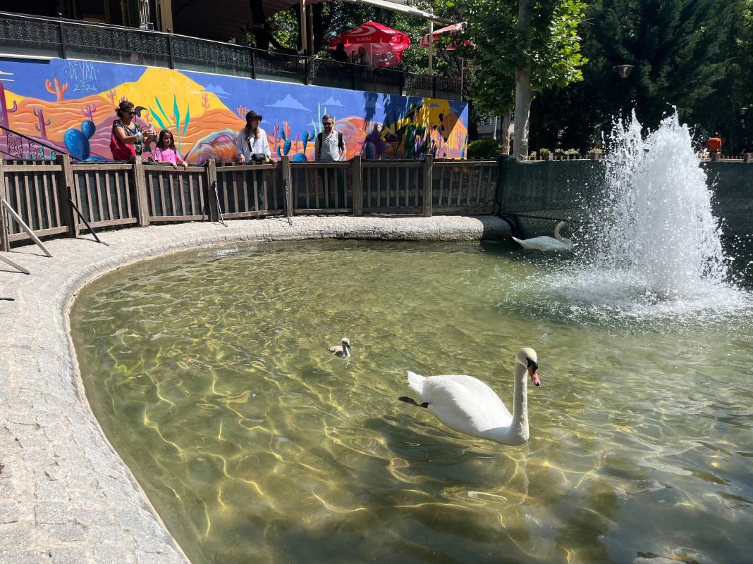 Kuğulu Park’ta 15 yıl sonra bir ilk gerçekleşti 6